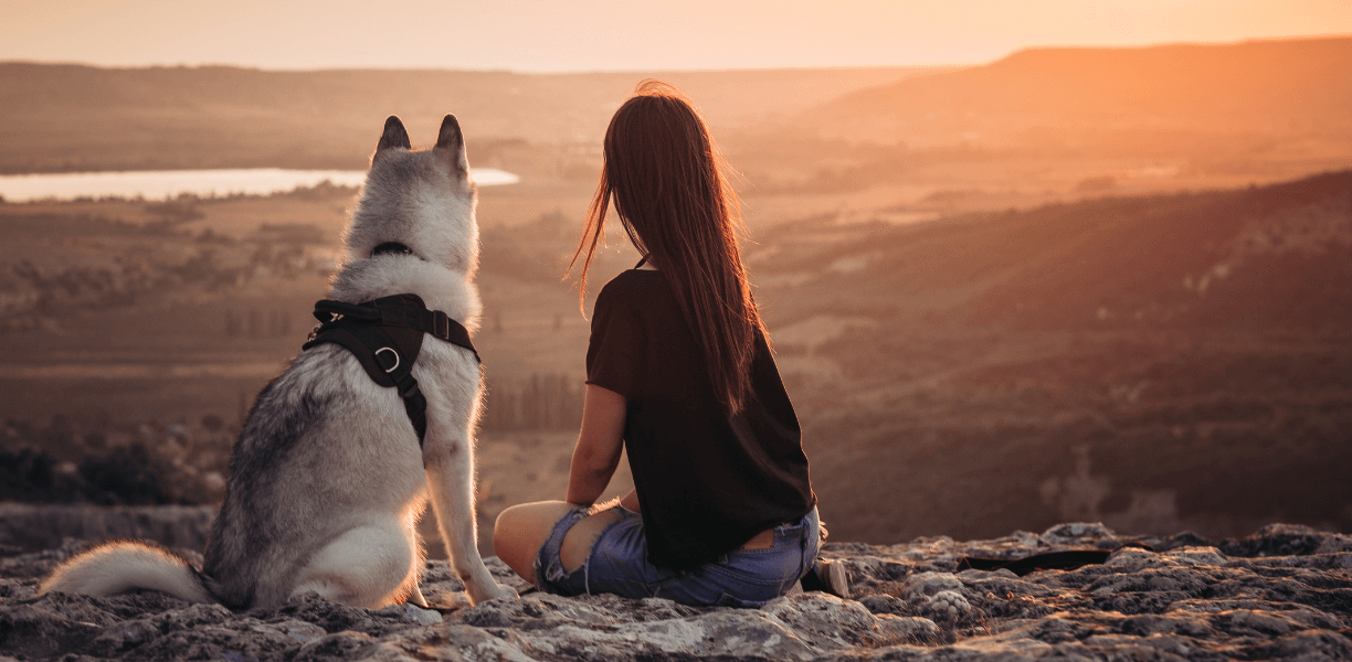 Best vet hospital in fairview nc fairview animal hospital